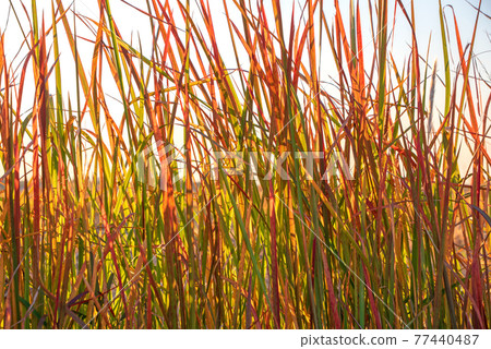 Late autumn, early winter, grass autumn leaves, Imperata cylindrica 77440487