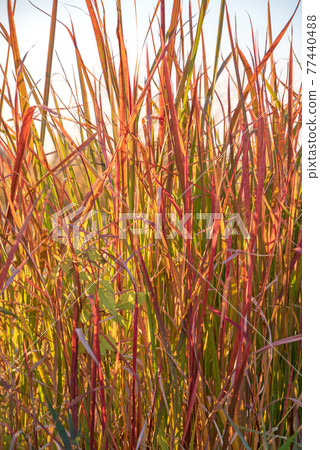 Late autumn, early winter, grass autumn leaves, Imperata cylindrica 77440488