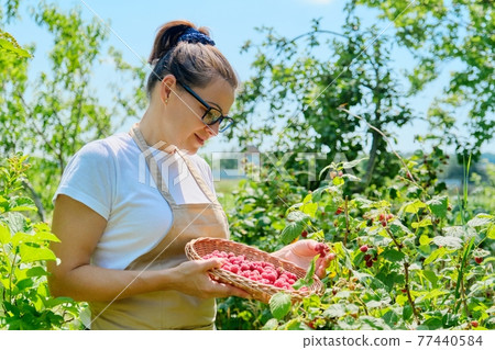 Gardener woman picking raspberries in the garden Gardener woman picking raspberries in the garden 77440584