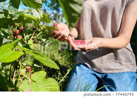 Hands of woman picking ripe raspberries in summer garden Hands of woman picking ripe raspberries in summer garden 77440745