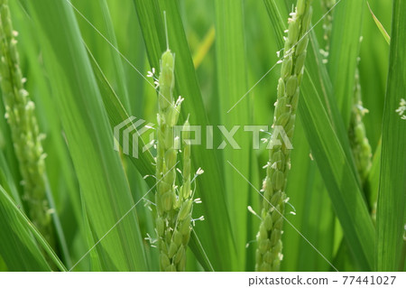 Rice flower Shonai rice, Yamagata prefecture 77441027