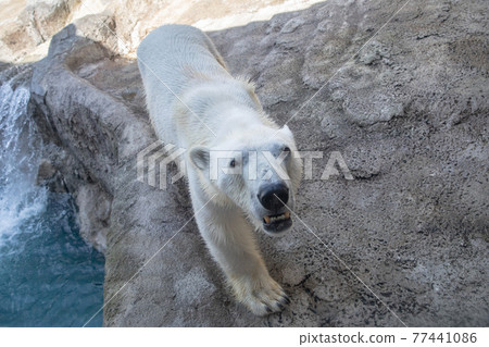 [北海道旭川市]旭山動物園的北極熊 77441086