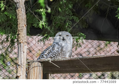 [Asahikawa City, Hokkaido] Snowy Owl at Asahiyama Zoo 77441089