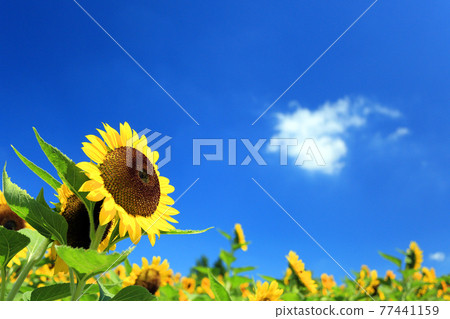 Sunflowers in full bloom in the blue sky in summer Sunflowers in full bloom in the blue sky in summer 77441159