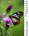 Chestnut tiger staying in thistle 77441342