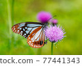 Thistle and Chestnut tiger 77441343