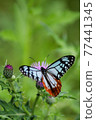 Chestnut tiger spreading its wings 77441345