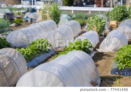 [2021] Home gardening 77441498