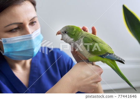 Doctor woman veterinarian examining a green Quaker parrot Doctor woman veterinarian examining a green Quaker parrot 77441646