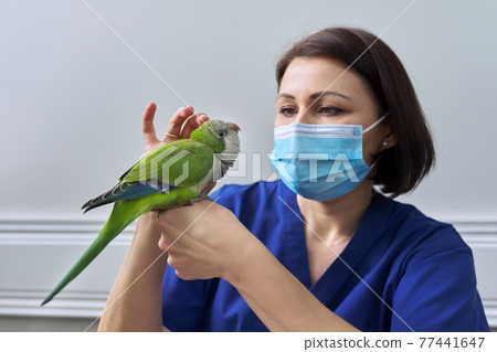 Doctor woman veterinarian examining a green Quaker parrot Doctor woman veterinarian examining a green Quaker parrot 77441647
