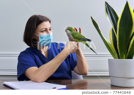 Doctor woman veterinarian examining a green Quaker parrot Doctor woman veterinarian examining a green Quaker parrot 77441648