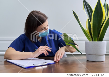 Doctor woman veterinarian examining a green Quaker parrot Doctor woman veterinarian examining a green Quaker parrot 77441649