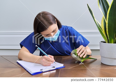 Doctor woman veterinarian examining a green Quaker parrot Doctor woman veterinarian examining a green Quaker parrot 77441650