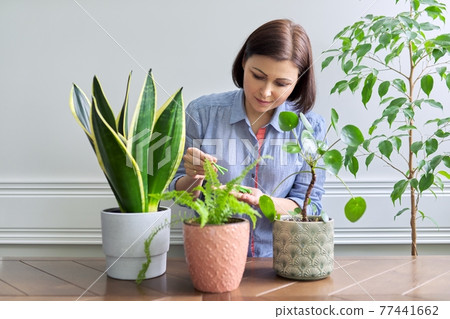 Mineral fertilizers in the form of sticks. Female fertilizing indoor potted plants Mineral fertilizers in the form of sticks. Female fertilizing indoor potted plants 77441662