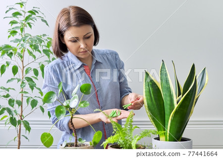 Mineral fertilizers in the form of sticks. Female fertilizing indoor potted plants Mineral fertilizers in the form of sticks. Female fertilizing indoor potted plants 77441664