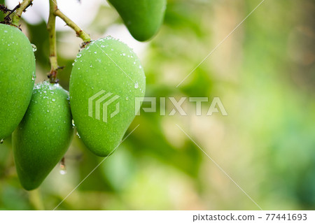 Mango fruit on the tree. Fresh green mango and copy space. Mango fruit on the tree. Fresh green mango and copy space. 77441693