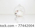 Hamster 77442004