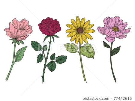 花線描插圖顏色 花線描插圖顏色 77442616