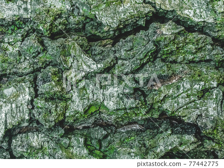 Green tree bark, embossed texture pattern, abstract background 77442775