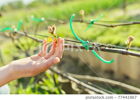 Spring season on the vineyard, blossoming buds on the vine 77442867