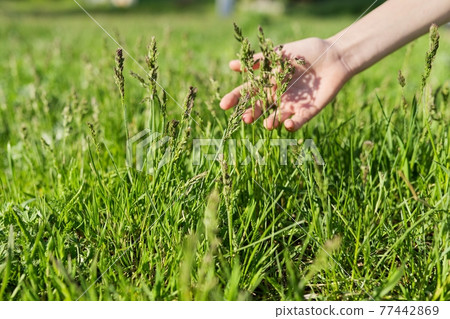 Spring time, woman's hand with green field herbs 77442869