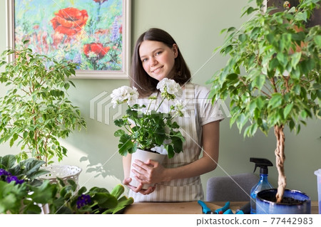 Woman with home plants in pots, hobbies and leisure Woman with home plants in pots, hobbies and leisure 77442983