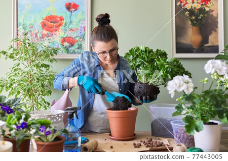 Woman transplanting Kalanchoe plant in larger pot using shovel and soil 77443005