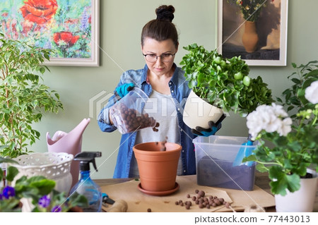 Woman transplanting Kalanchoe plant in larger pot using shovel and soil 77443013