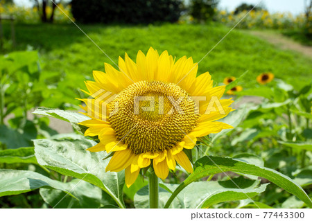 夏日向日葵在藍天盛開 77443300