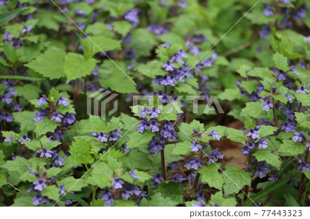 春天的野花-冬青雜草 77443323