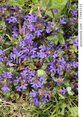 春天的野花-Ajuga decumbens 春天的野花-Ajuga decumbens 77443535