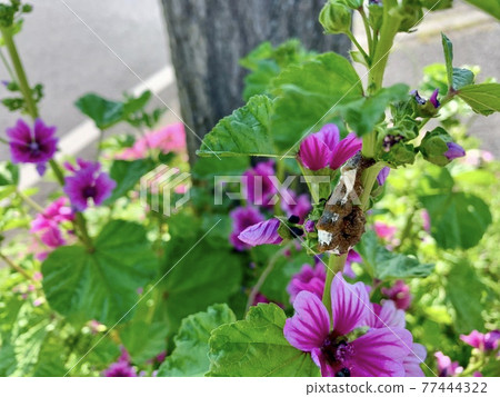 The hornworm, which resembles a bird droppings in a flower that seems to be a mallow 77444322