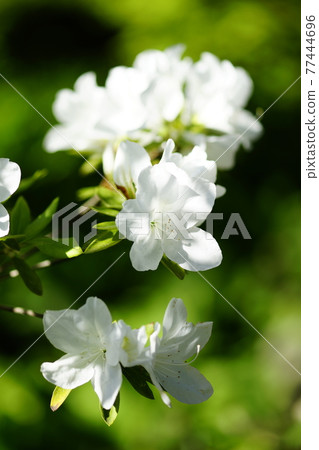 Azalea flower Azalea flower 77444696