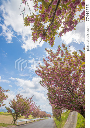 Botan cherry blossoms and blue sky Botan cherry blossoms and blue sky 77444755