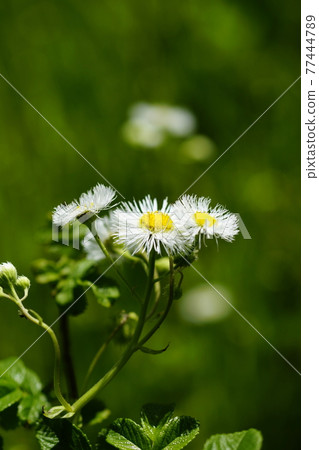 公主的女孩 77444789