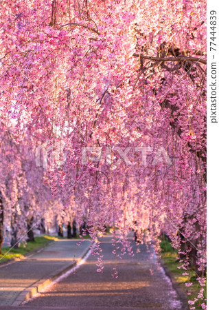 《福島縣》日中線垂枝櫻花 / 清晨 77444839