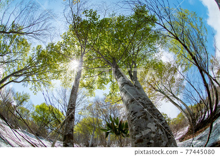 Fresh green beech forest shining in the sunlight Fresh green beech forest shining in the sunlight 77445080
