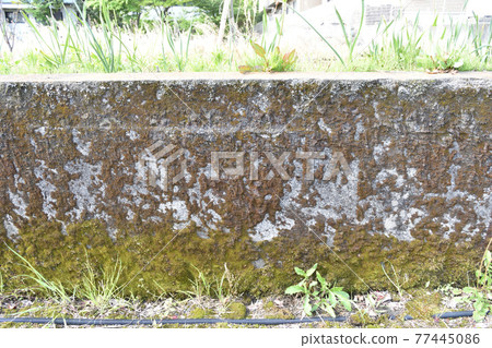 Moss on the concrete wall Moss on the concrete wall 77445086