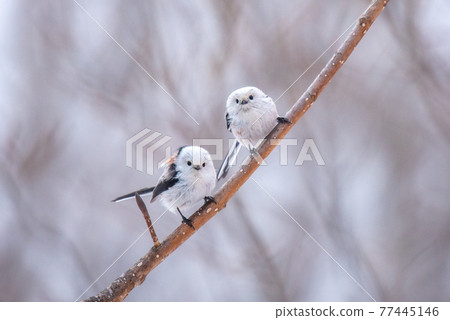 Snow Fairy @ Shimaenaga 77445146