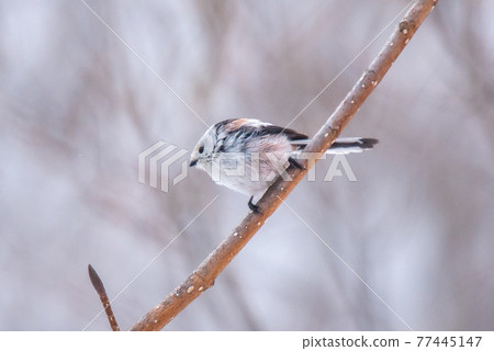 Snow Fairy @ Shimaenaga 77445147