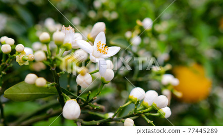 夏橙花和夏橙1 77445289