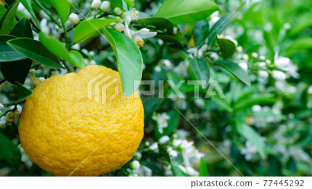 Summer oranges and summer orange flowers 2 77445292