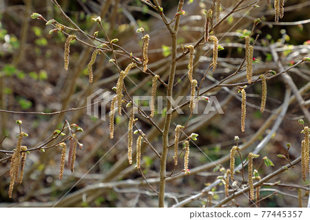 掛在福島縣只見町樹枝上的山本木雄花 77445357