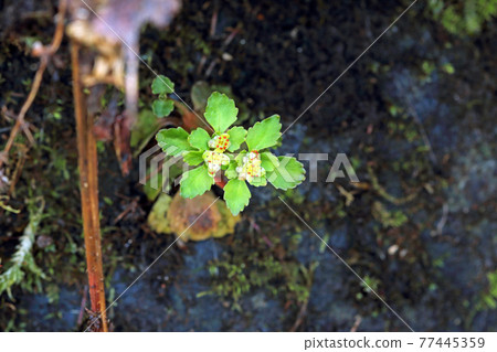 福島縣只見町樹蔭下盛開的春天的小花 77445359