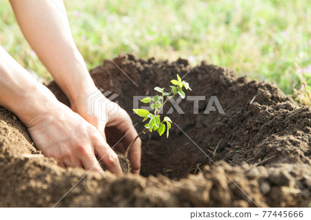 手工種植樹苗 77445666