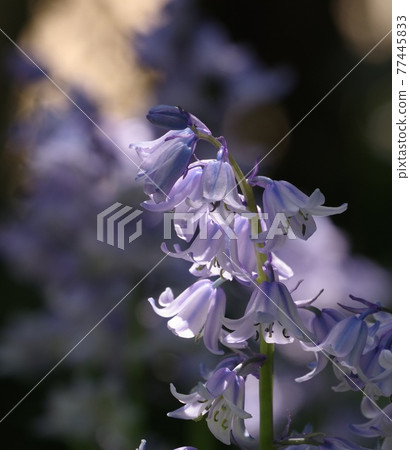 鮮花在燦爛的陽光下綻放 鮮花在燦爛的陽光下綻放 77445833