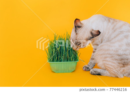 Tabby cat eats green grass against yellow background. Healthy animal nutrition concept Tabby cat eats green grass against yellow background. Healthy animal nutrition concept 77446216