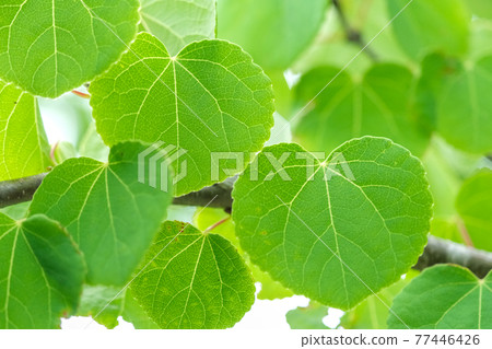 Wig leaves Wig leaves 77446426