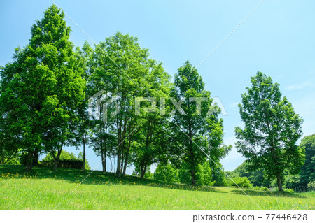 綠樹 77446428