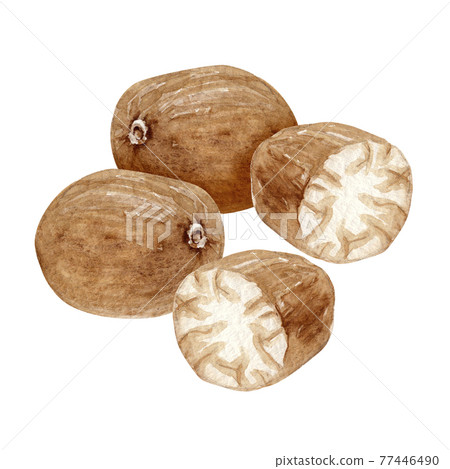 Nutmeg spices spices watercolor illustration Nutmeg spices spices watercolor illustration 77446490